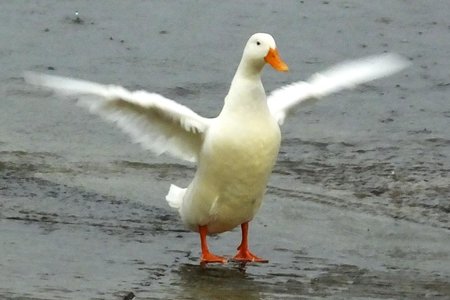 Een van Gansbaai se â€œsoutwaterâ€-eende in Gansbaai hawe is duidelik ewe opgewonde oor die goeie reÃ«ns